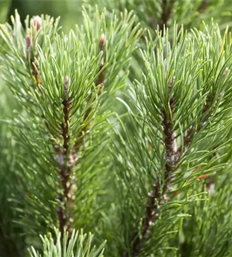 Pinus mugo 'Carsten´s Wintergold'