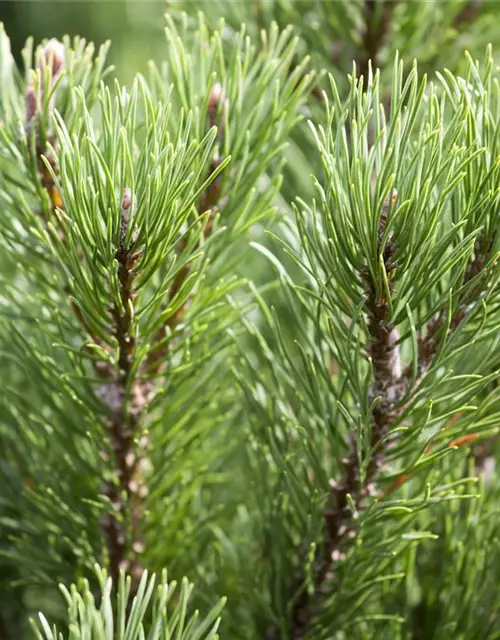 Pinus mugo 'Carsten´s Wintergold'