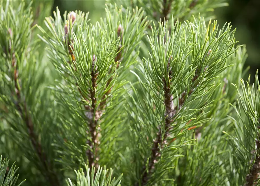 Pinus mugo 'Carsten´s Wintergold'