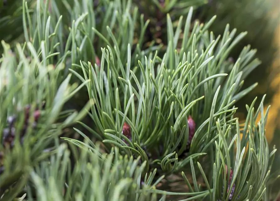 Pinus mugo 'Carsten´s Wintergold'