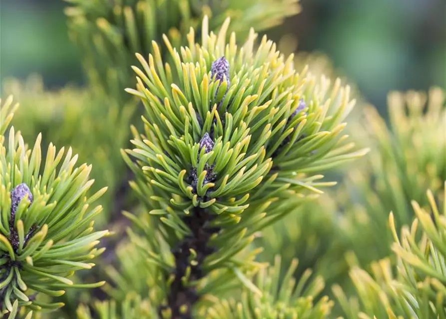 Pinus mugo 'Carsten´s Wintergold'