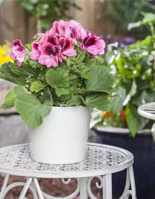 Pelargonium grandiflorum