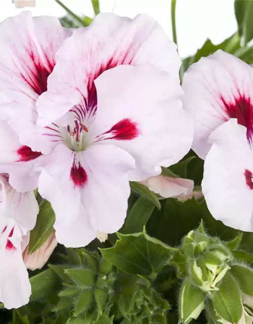 Pelargonium grandiflorum