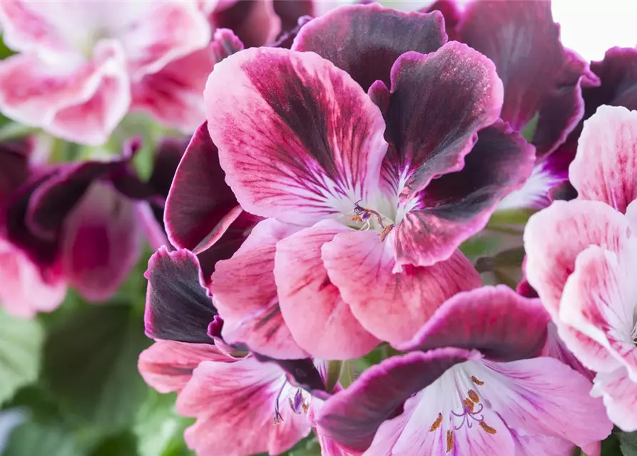 Pelargonium grandiflorum