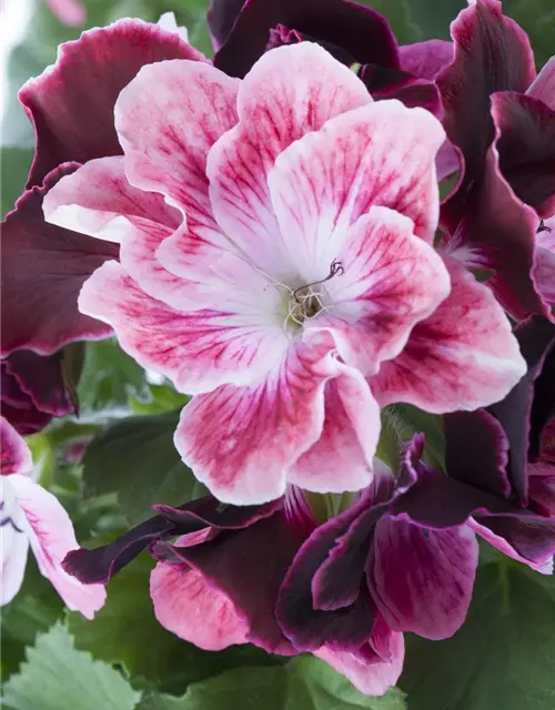 Pelargonium grandiflorum