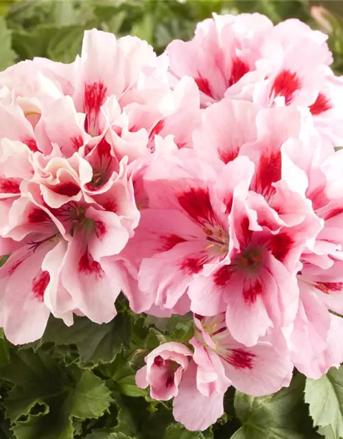 Pelargonium grandiflorum