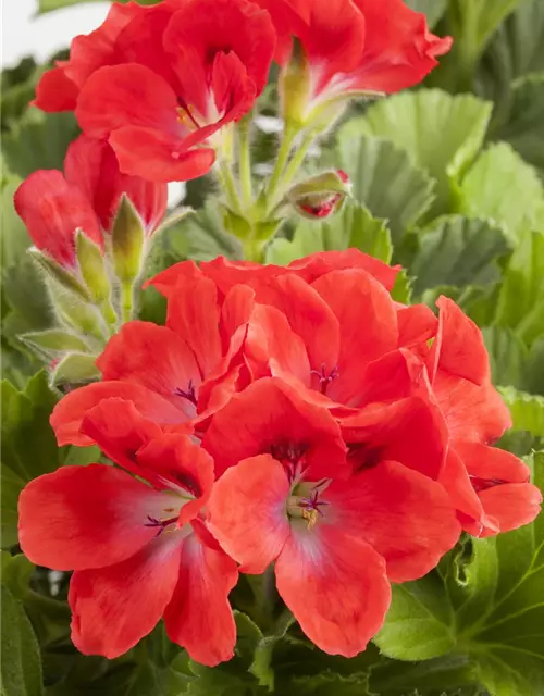 Pelargonium grandiflorum