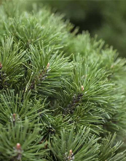 Pinus mugo 'Mops'