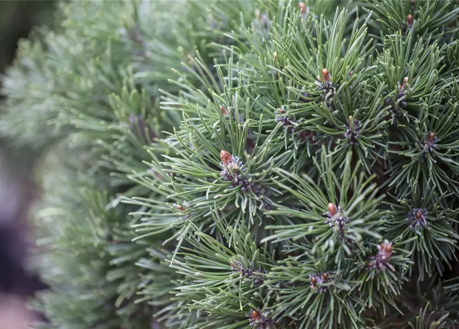 Pinus mugo 'Mops'