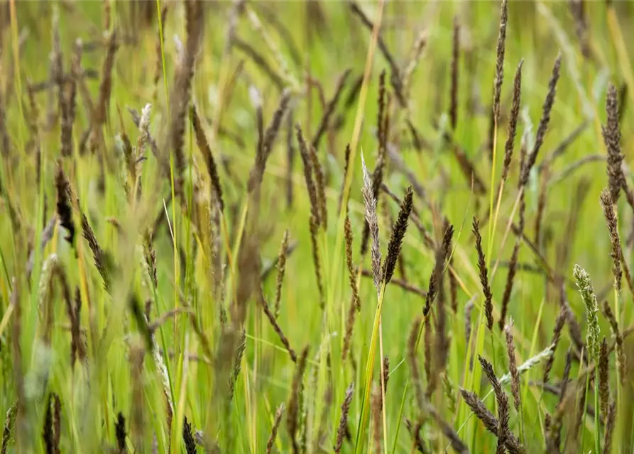 Molinia caerulea