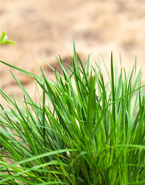 Molinia caerulea