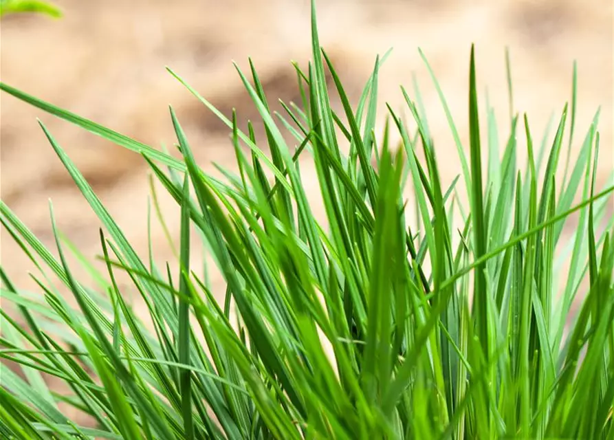 Molinia caerulea