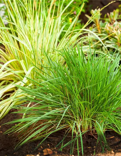 Molinia caerulea