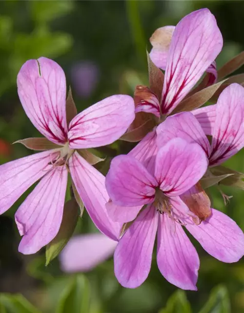 Pelargonium peltatum