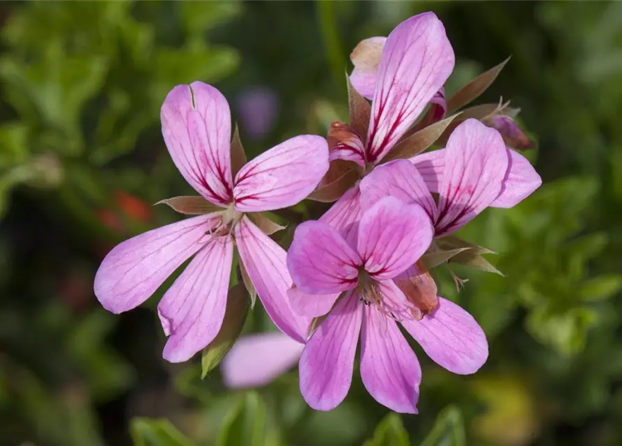 Pelargonium peltatum