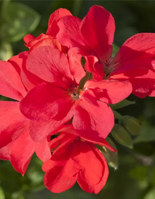 Pelargonium peltatum