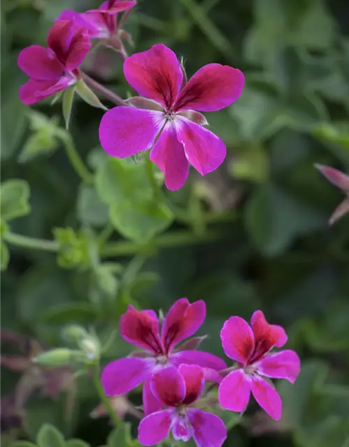 Pelargonium peltatum