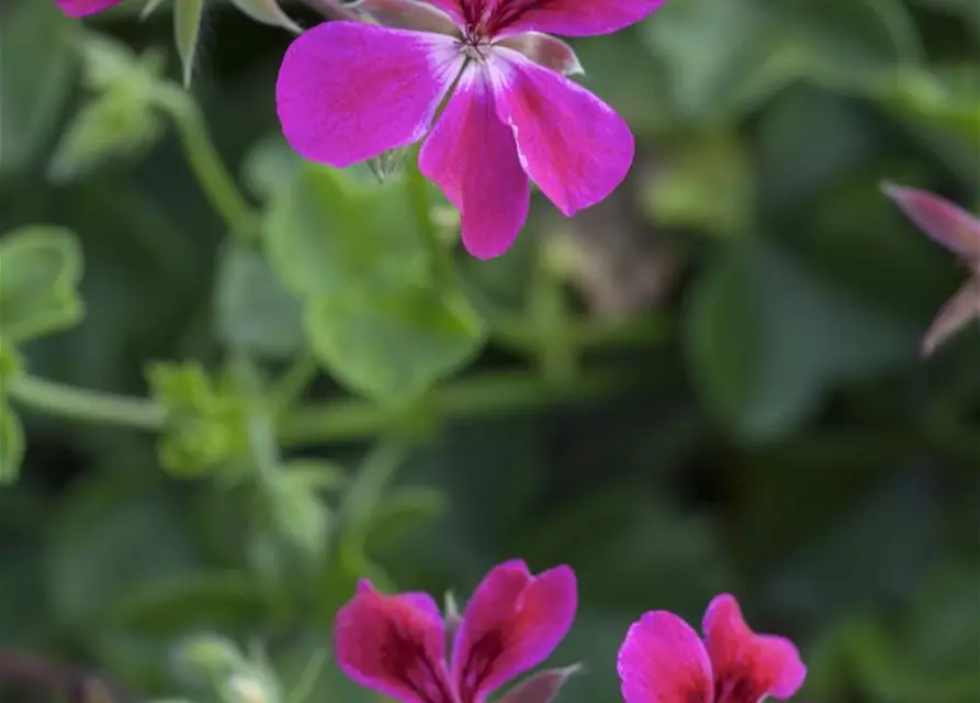 Pelargonium peltatum