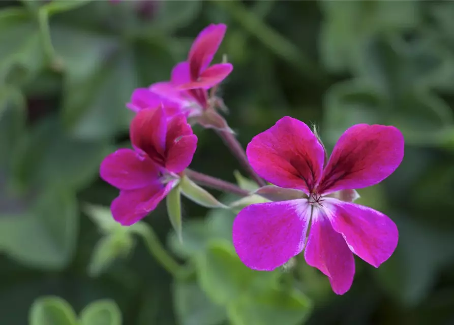 Pelargonium peltatum