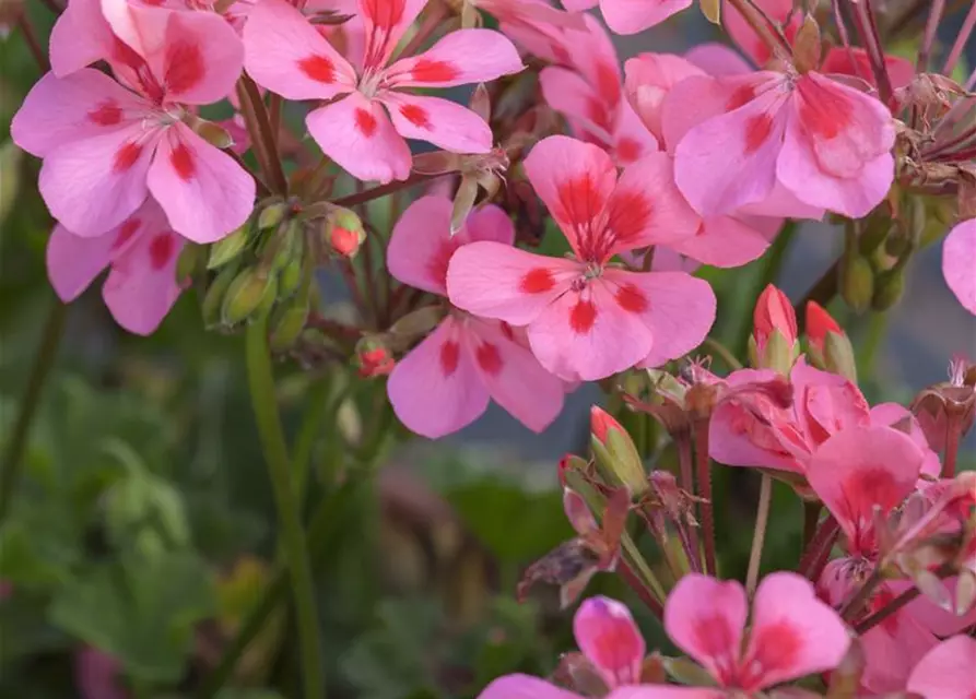 Pelargonium peltatum