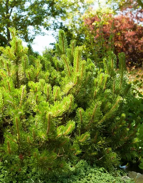 Pinus mugo subsp. mughus