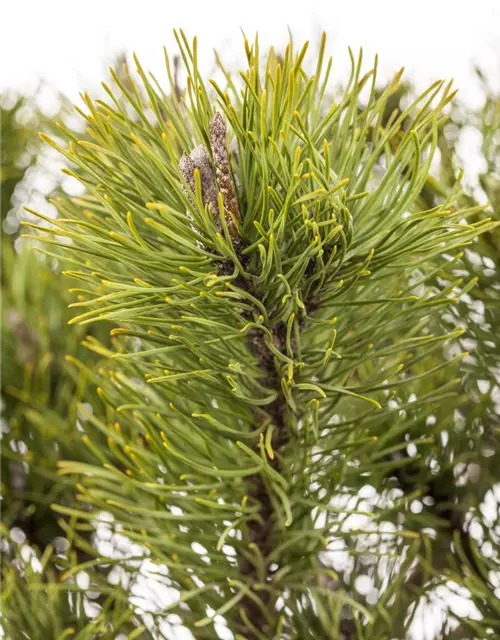 Pinus mugo subsp. mughus