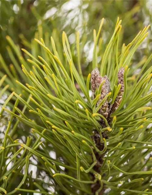 Pinus mugo subsp. mughus