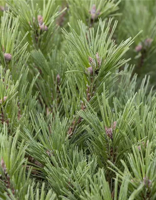 Pinus mugo subsp. mughus