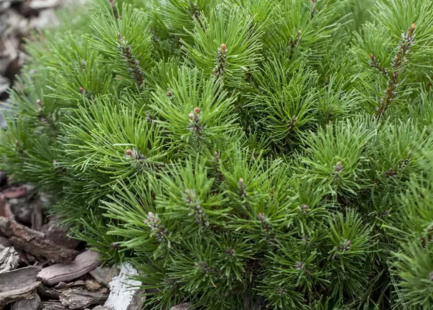 Pinus mugo subsp. mughus