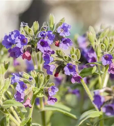 Pulmonaria saccharata