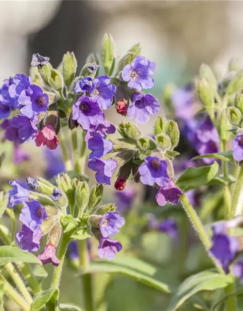 Pulmonaria saccharata