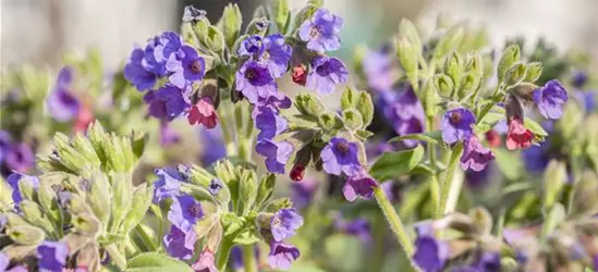 Pulmonaria saccharata