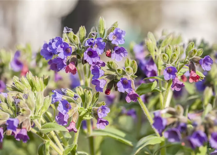 Pulmonaria saccharata