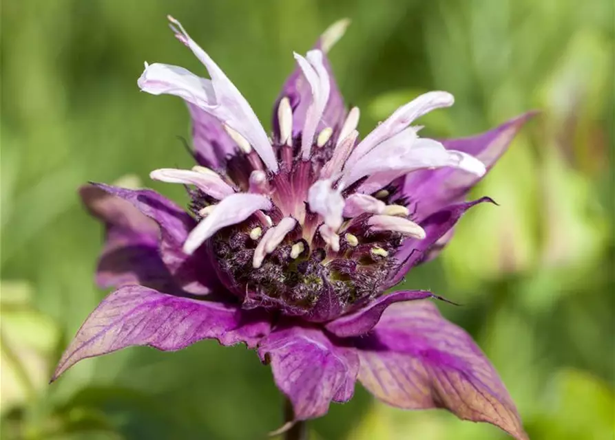 Monarda didyma