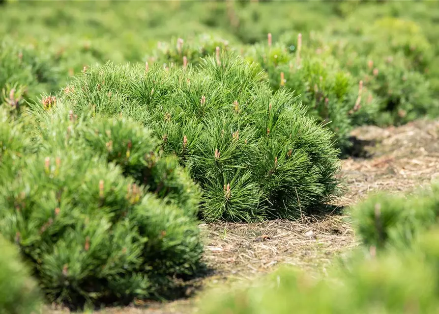 Pinus mugo var. pumilio