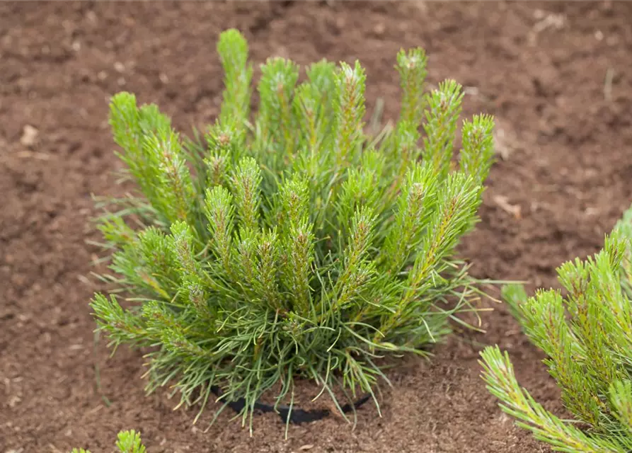 Pinus mugo var. pumilio