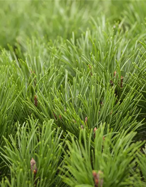 Pinus mugo var. pumilio