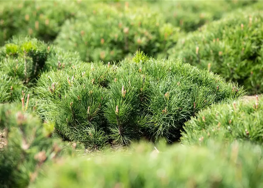 Pinus mugo var. pumilio