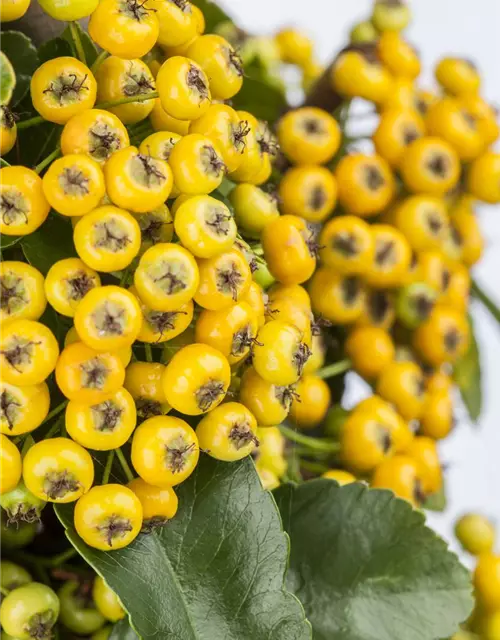 Pyracantha coccinea