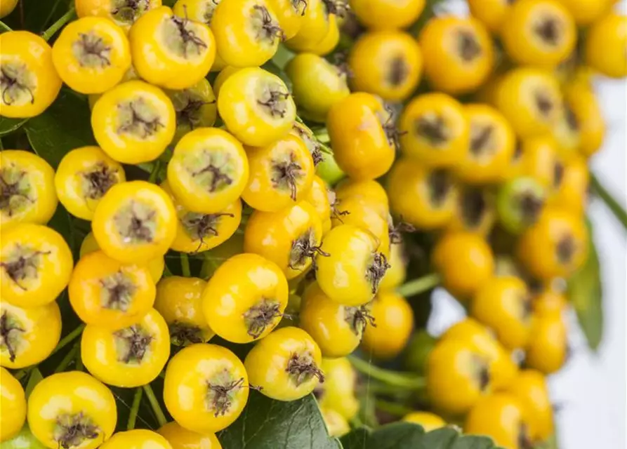 Pyracantha coccinea