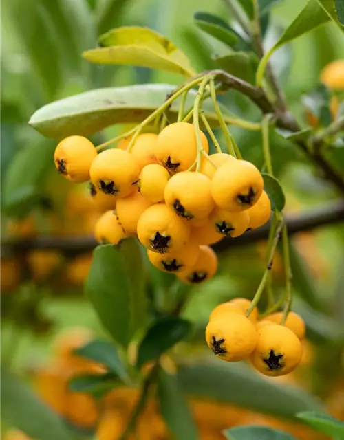 Pyracantha coccinea