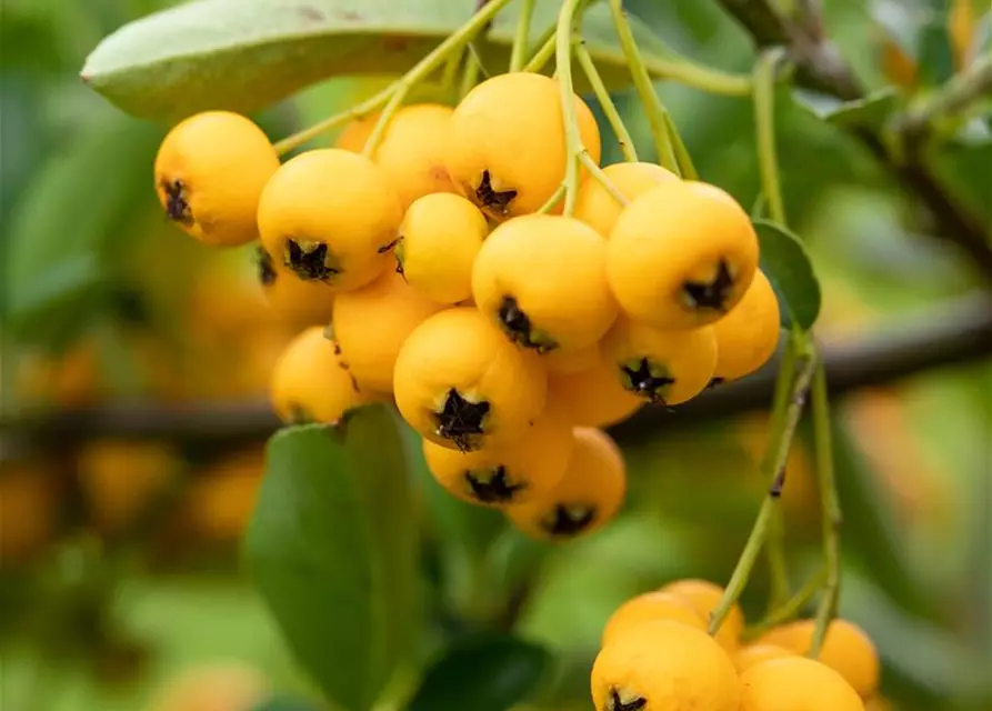 Pyracantha coccinea