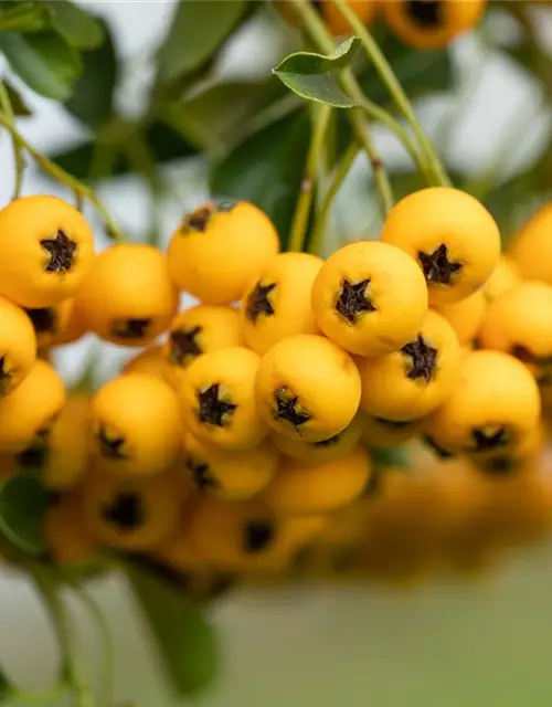 Pyracantha coccinea