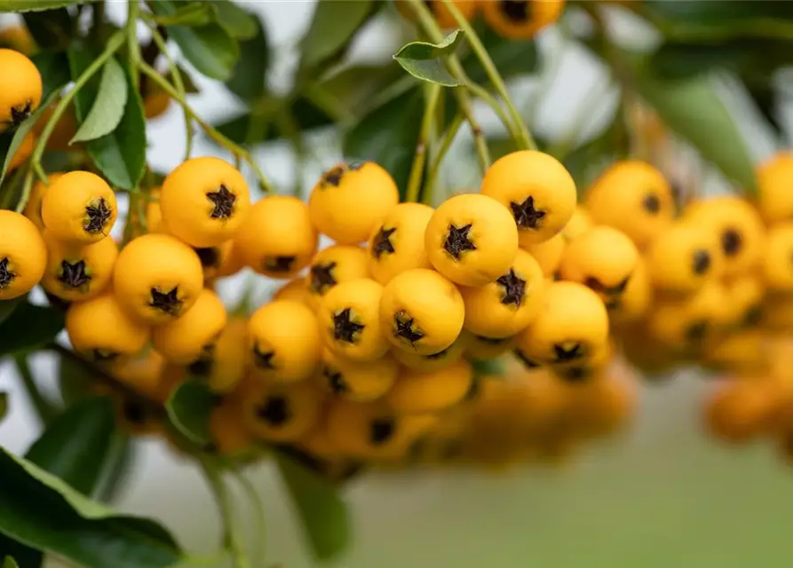 Pyracantha coccinea