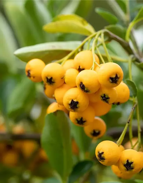 Pyracantha coccinea