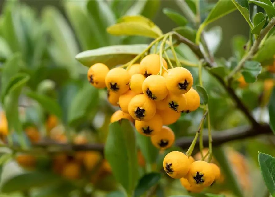 Pyracantha coccinea