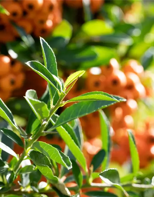 Pyracantha coccinea