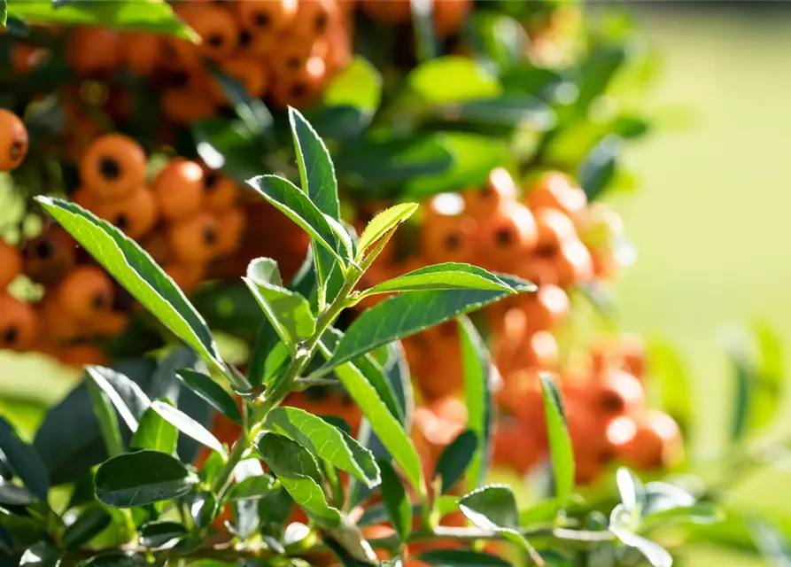 Pyracantha coccinea