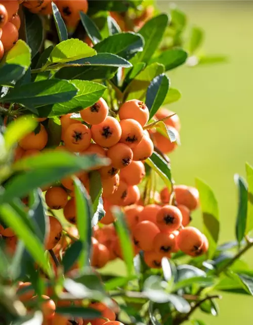 Pyracantha coccinea