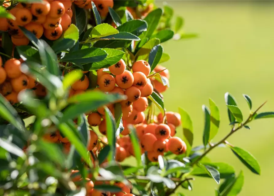 Pyracantha coccinea